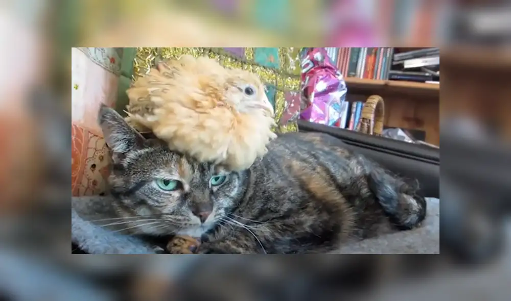 Desliza hacia la izquierda para ver las tiernas imágenes del video viral de YouTube.