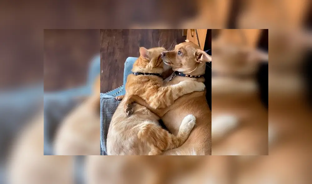 Desliza las imágenes hacia la izquierda para apreciar el amoroso momento entre un gato y un perro. Foto: Caters Clips. Desliza las imágenes hacia la izquierda para apreciar el amoroso momento entre un gato y un perro. Foto: Caters Clips.