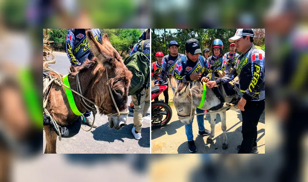 Piura: colocan collar de cinta reflectiva a animales para evitar que mueran atropellados Piura: colocan collar de cinta reflectiva a animales para evitar que mueran atropellados