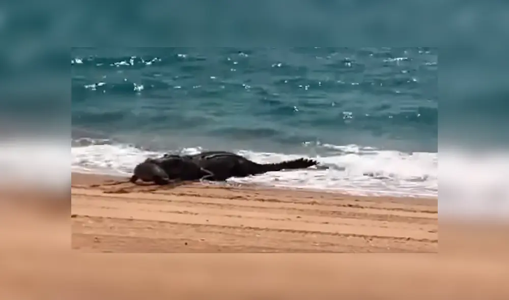 Un video viral de Facebook registró el temible encuentro de un bañista con un gigantesco cocodrilo en la orilla del mar.