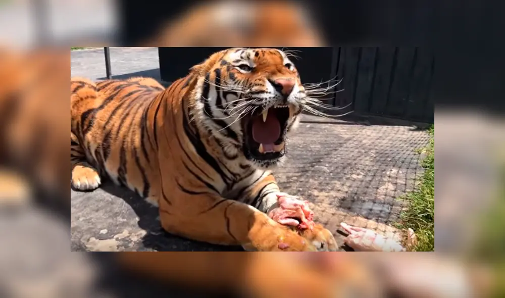 Feroz tigre tuvo violenta reacción con el hombre que lo cuidó de bebé.