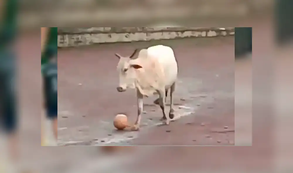 El animal entró intempestivamente a la cancha de juego y se convirtió en el centro de atención por su singular comportamiento El animal entró intempestivamente a la cancha de juego y se convirtió en el centro de atención por su singular comportamiento