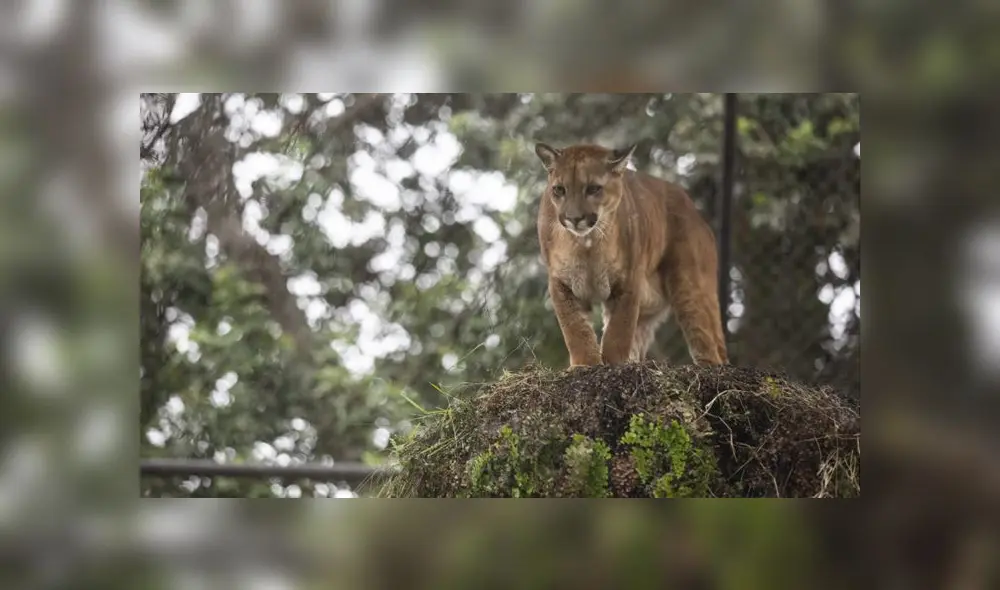 Cachorros fueron liberados en el 2019 y se les diagnóstico varios problemas de salud. (Foto: Municipalidad de Lima) Cachorros fueron liberados en el 2019 y se les diagnóstico varios problemas de salud. (Foto: Municipalidad de Lima)