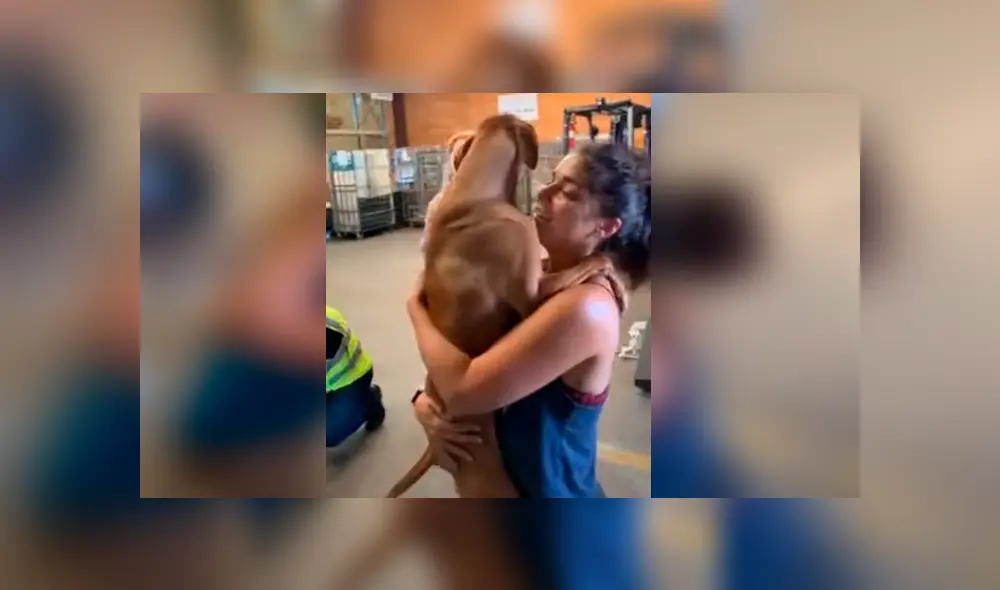Video es viral en YouTube. Joven tuvo un emocionante reencuentro con su perrita tras regresar a verla al refugio donde la había dejado por un tiempo. Fotocaptura: YouTube Video es viral en YouTube. Joven tuvo un emocionante reencuentro con su perrita tras regresar a verla al refugio donde la había dejado por un tiempo. Fotocaptura: YouTube