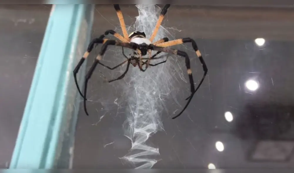 YouTube: Terrorífica araña tendió trampa a su presa y todo quedó grabado
