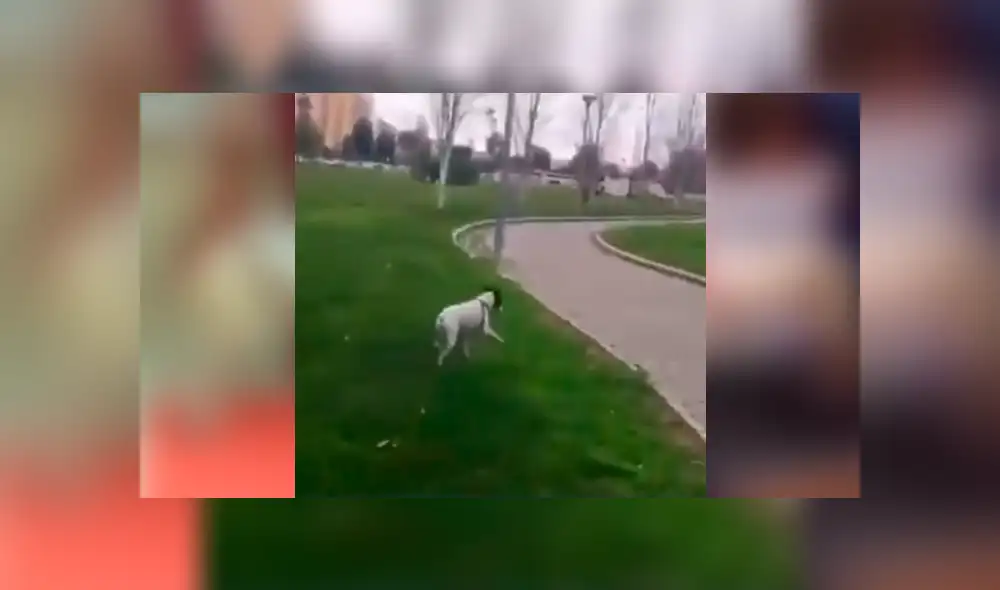 Desliza para ver los detalles de este conmovedor video viral de Facebook. Foto: Captura. Desliza para ver los detalles de este conmovedor video viral de Facebook. Foto: Captura.