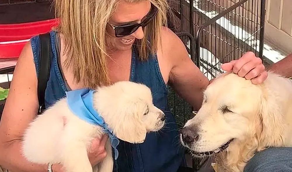 El golden retriever sufrió un glaucoma que lo hizo perder ambos ojos. Foto: Caters News El golden retriever sufrió un glaucoma que lo hizo perder ambos ojos. Foto: Caters News