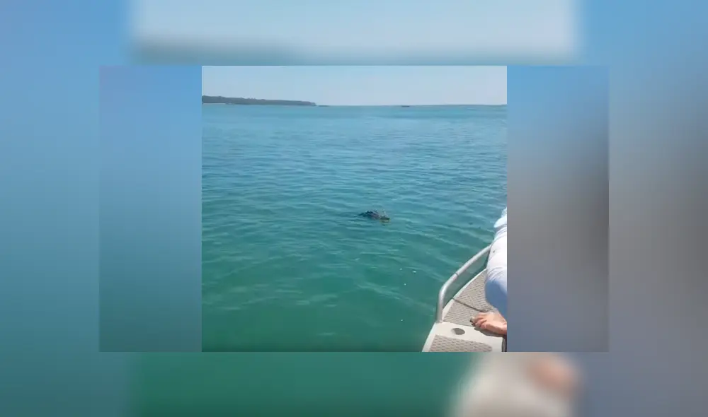 Hombre pesca en río, sin imaginar que peligrosa criatura saldría a atacarlo [VIDEO] 