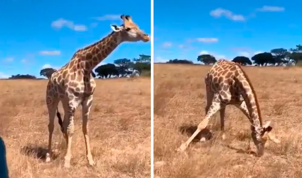 Facebook - animales Facebook - animales