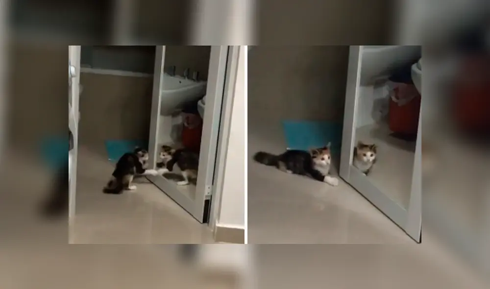Desliza las imágenes hacia la izquierda para apreciar el divertido enfrentamiento de una gata con su propio reflejo.