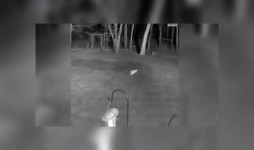 Desliza las imágenes para observar el momento que un coyote ‘arrebata’ a un perro tras invadir su hogar. Desliza las imágenes para observar el momento que un coyote ‘arrebata’ a un perro tras invadir su hogar.