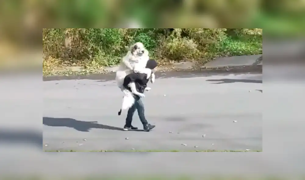 Facebook: perro "más ocioso del mundo" protagoniza divertida escena junto a su dueño [VIDEO]