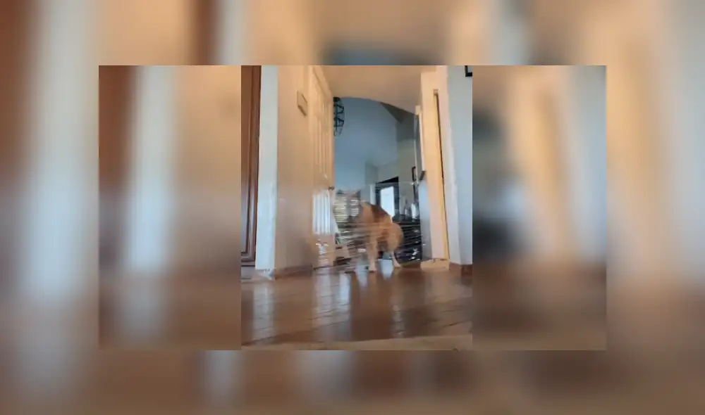 Desliza las imágenes para ver más detalles de esta divertida escena que es viral en TikTok.