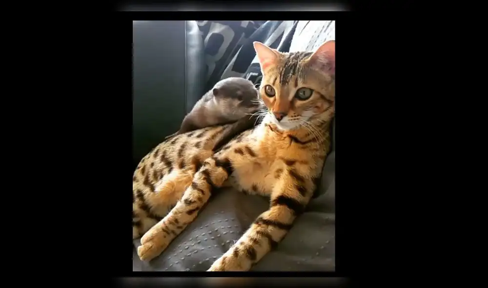 En YouTube, amistad entre una nutria y un gato se viraliza [VIDEO]