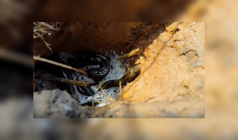 Desliza hacia la izquierda para ver el hallazgo que hizo un pescador y se volvió viral en YouTube.