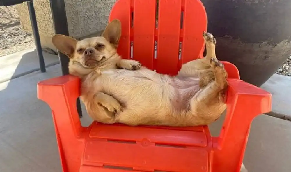 Desliza para ver las imágenes de la perrita Grace relajándose. Foto: @Scottyhubs Desliza para ver las imágenes de la perrita Grace relajándose. Foto: @Scottyhubs