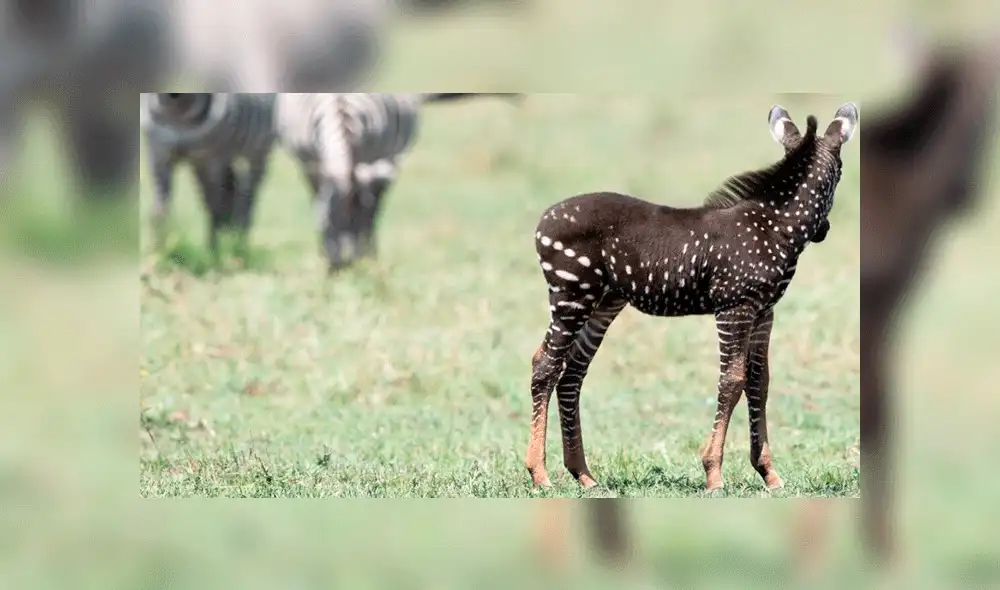 Cebra nace sin rayas en reserva africana y llama la atención del mundo [FOTOS Y VIDEO]