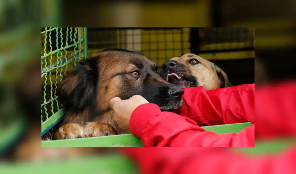 Desorientados, hambrientos y hasta mutilados se encuentran muchos animales que están en condición de abandono en Colombia. Desorientados, hambrientos y hasta mutilados se encuentran muchos animales que están en condición de abandono en Colombia.