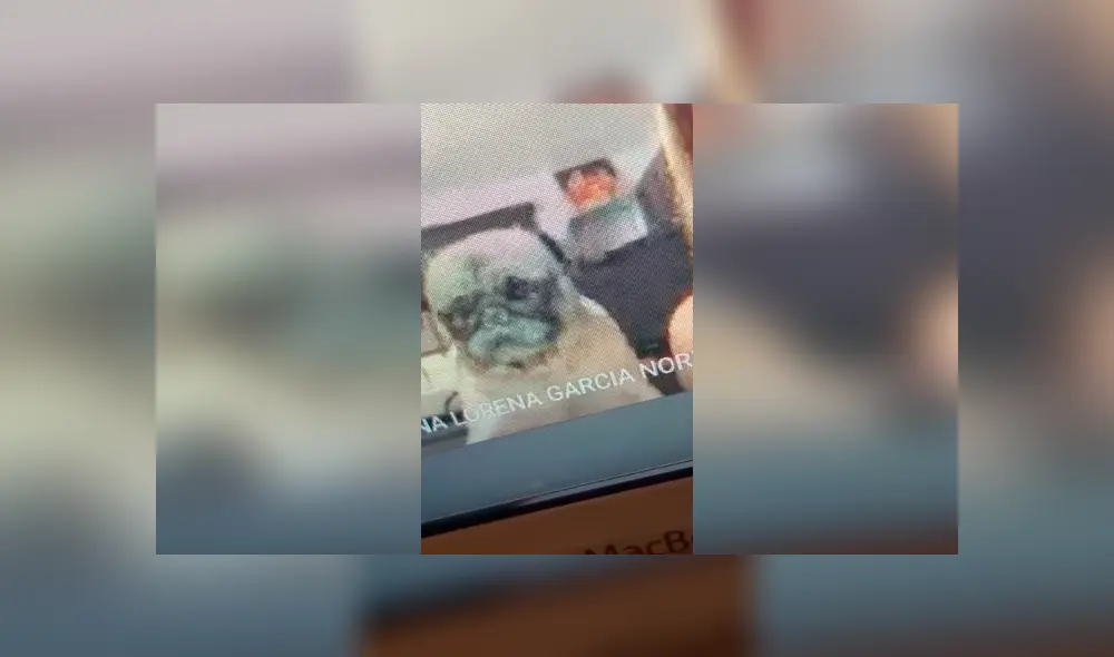 Desliza las imágenes para conocer la travesura de un perro al interrumpir la clase virtual de su dueña. Foto: The Pug. Desliza las imágenes para conocer la travesura de un perro al interrumpir la clase virtual de su dueña. Foto: The Pug.