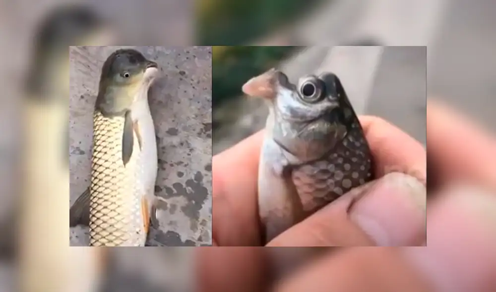 Desliza hacia la izquierda para ver el misterioso aspecto del pez que sufrió una extraña mutación en su cabeza y se ha vuelto viral en Facebook y otras redes sociales.