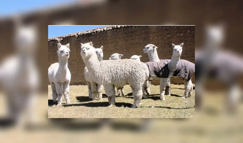 Huancavelica: Buscan recuperar praderas altoandinas para alpacas y vicuñas