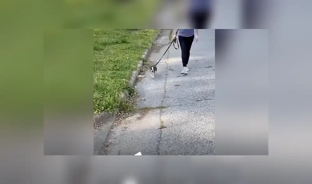 Una casa que acoge animales abandonados se encargó de cuidar a una perrita chihuahua que había sido rescatada. Foto: YouTube