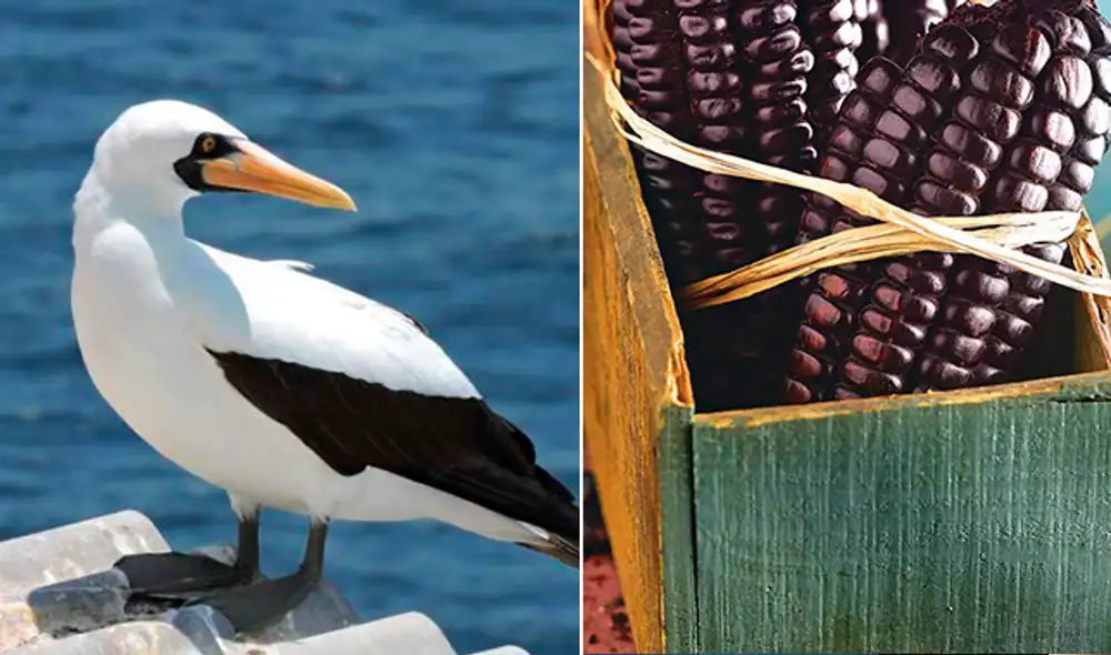 aves guaneras maiz morado (foto: andina / difusión)