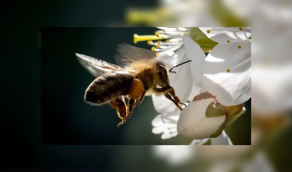 La abeja europea posee la melitina como componente principal en su veneno. Foto: AFP La abeja europea posee la melitina como componente principal en su veneno. Foto: AFP
