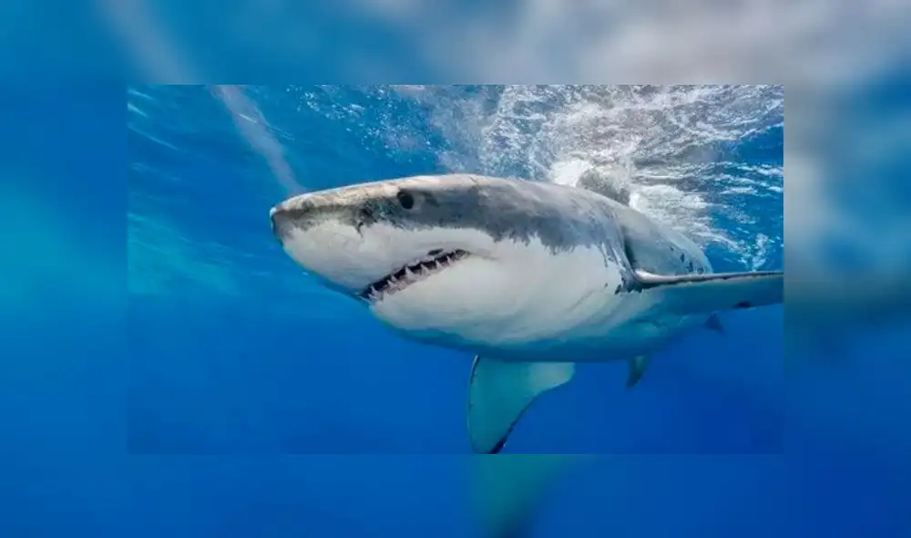 Pescador es arrastrado mar adentro por un tiburón de cinco metros de largo