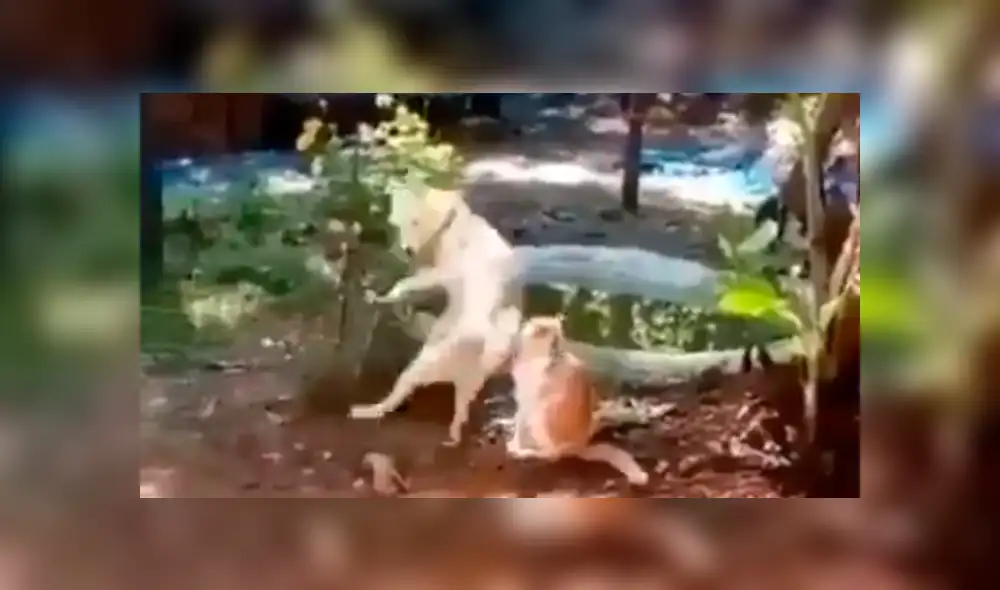 En Facebook, un perro encaró a la nueva mascota de su dueño para demostrar que es el favorito. En Facebook, un perro encaró a la nueva mascota de su dueño para demostrar que es el favorito.