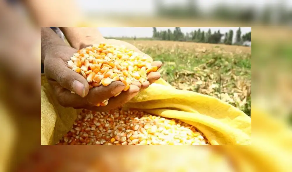 Indecopi investigará importaciones de maíz amarillo de Estados Unidos por posible dumping