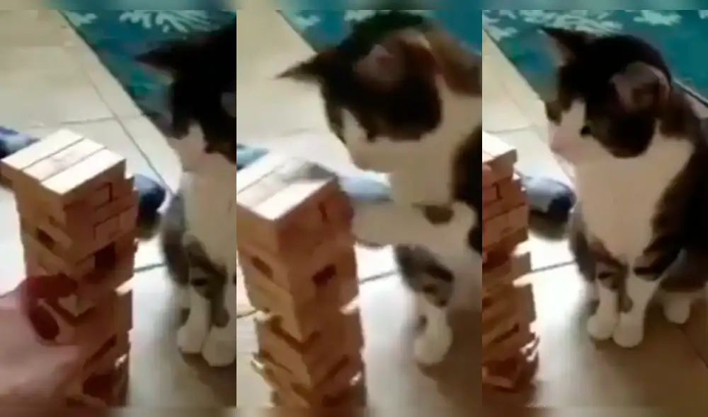 Facebook: gatito sorprende porque juega 'yenga' como un profesional [VIDEO] 
