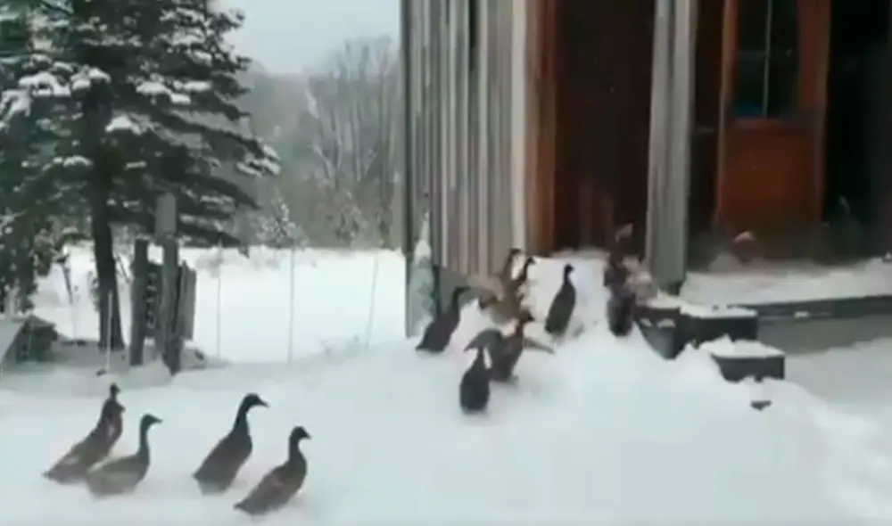 Desliza las imágenes para apreciar la curiosa reacción que tuvieron unos patos al sentir la nieve por primera vez. Foto: captura de Facebook Desliza las imágenes para apreciar la curiosa reacción que tuvieron unos patos al sentir la nieve por primera vez. Foto: captura de Facebook