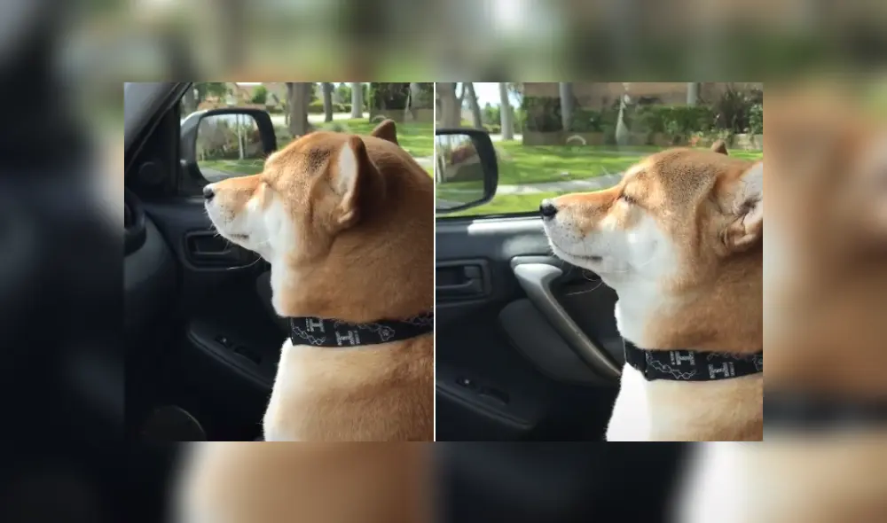Desliza hacia la izquierda para ver más fotos del curioso 'baile' de este perro que ya es viral en TikTok. Desliza hacia la izquierda para ver más fotos del curioso 'baile' de este perro que ya es viral en TikTok.