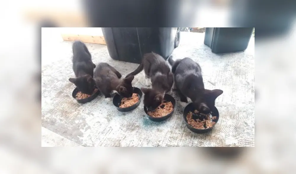 Desliza para ver los detalles de esta historia que se viralizó en Facebook. Foto: Captura. Desliza para ver los detalles de esta historia que se viralizó en Facebook. Foto: Captura.