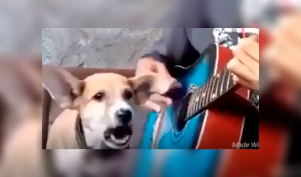 Facebook viral: niño prepara tierna serenata con su perro y conmueven a usuarios [VIDEO]