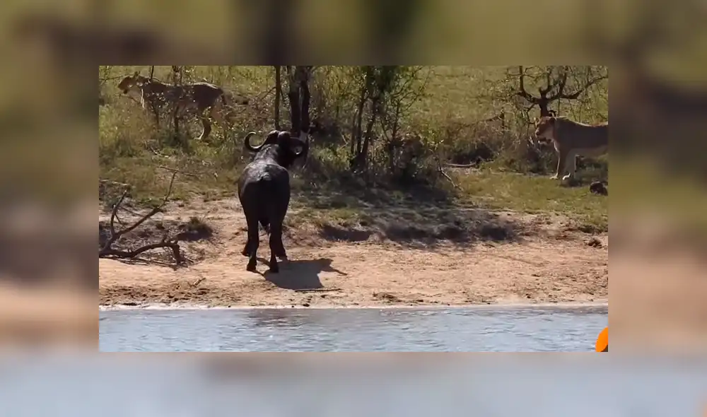 YouTube: Lo increíble sucede cuando un bufalo fue acorralado por feroces leones y cocodrilos [VIDEO]