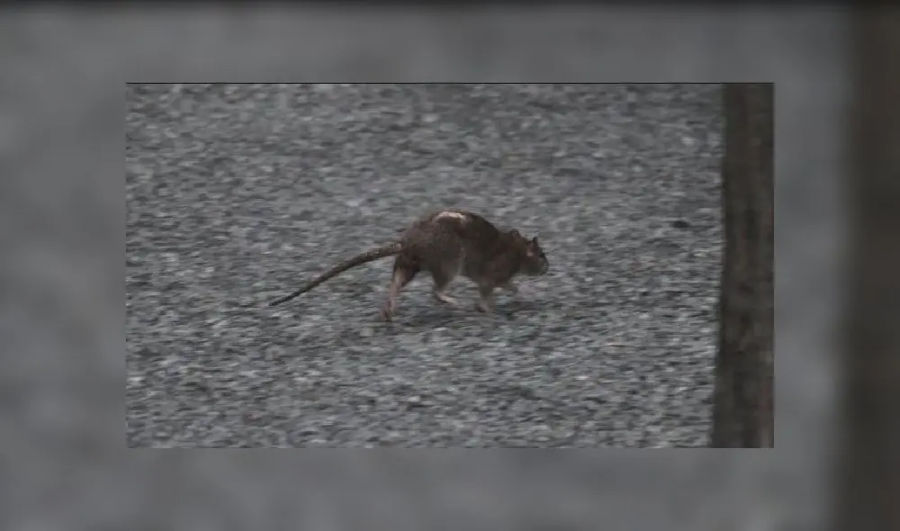 Las ratas aparecen en nuevos lugares. Foto: Getty Images Las ratas aparecen en nuevos lugares. Foto: Getty Images
