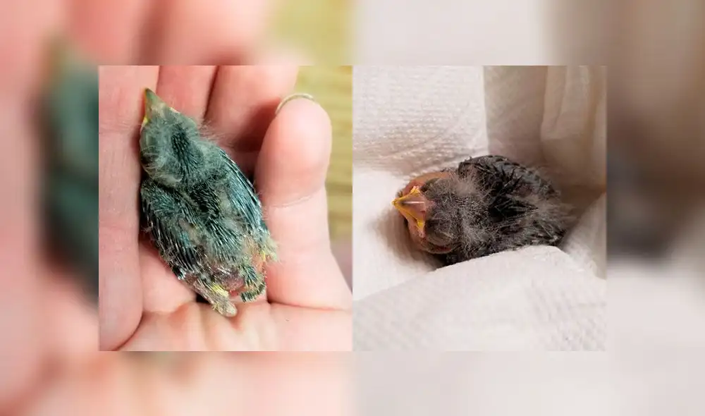 El pichón de jilguero yacía en el piso sin poder volar y luchando por vivir. Foto: Facebook