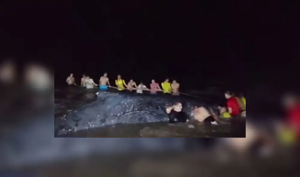 Ballena varada Ballena varada