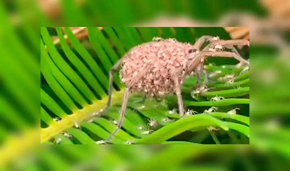 Un video viral de Facebook registró el momento en que una araña lobo cargaba a cientos de sus bebés sobre su lomo.
