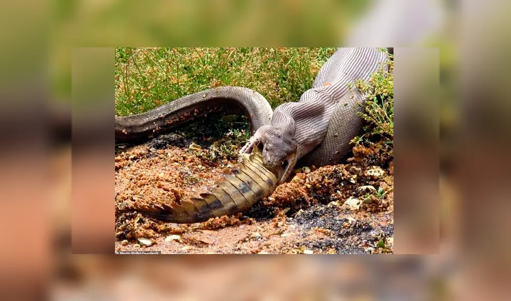 Hombre graba el momento en que una enorme serpiente devora a cocodrilo. Hombre graba el momento en que una enorme serpiente devora a cocodrilo.