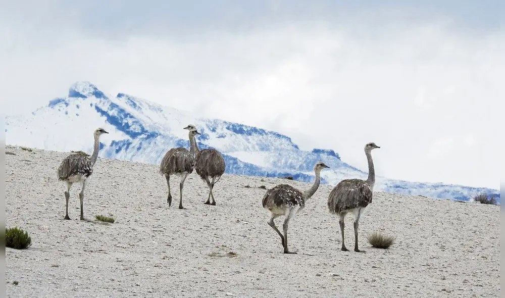 los suris. Especie apela a varias formas de comunicación para cortejarse o aparear. los suris. Especie apela a varias formas de comunicación para cortejarse o aparear.