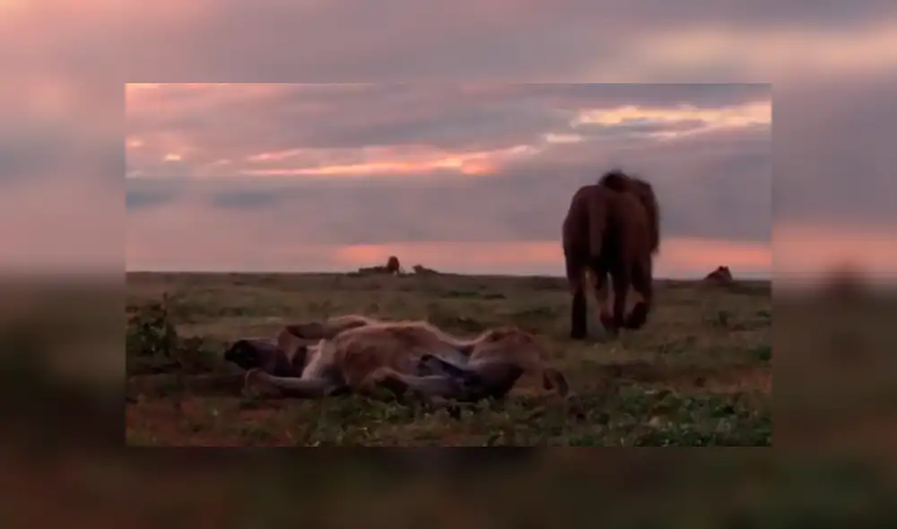 YouTube: Una hiena encontró la muerte al ingresar por error a un campo de leones [VIDEO]