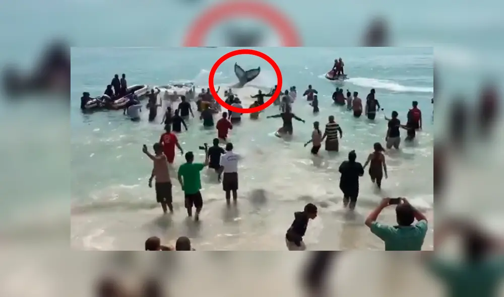 En Facebook, el rescate que hicieron un grupo de bañistas a una ballena se ha viralizado. En Facebook, el rescate que hicieron un grupo de bañistas a una ballena se ha viralizado.