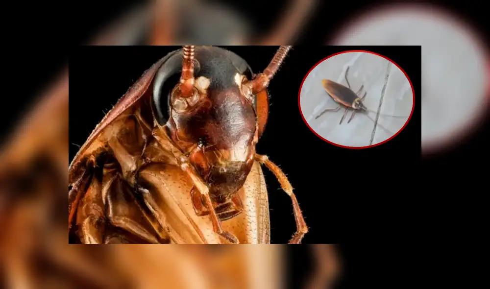 YouTube viral: joven crea cucaracha ‘robot’ y no te imaginas lo que puede hacer [VIDEO]