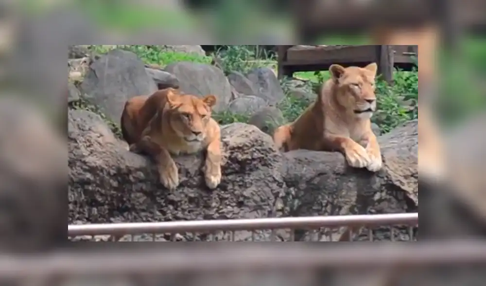 Trabajador de un zoológico ingresó al santuario de leones. Trabajador de un zoológico ingresó al santuario de leones.