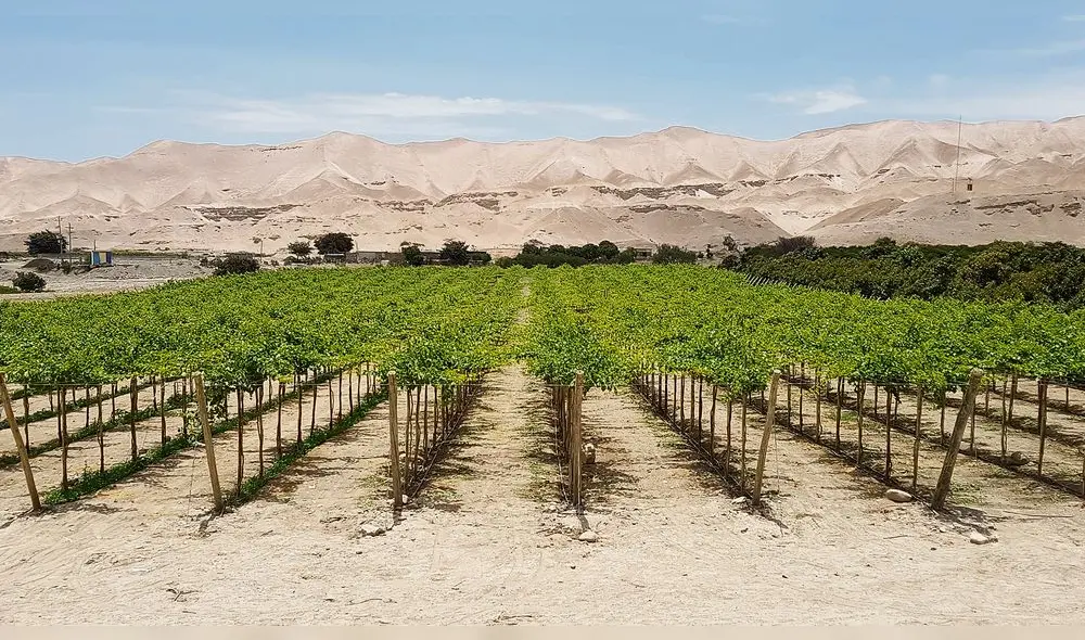 Cinto: un valle que desapareció por la minería y que vuelve a la vida en Tacna [FOTOS Y VIDEO]