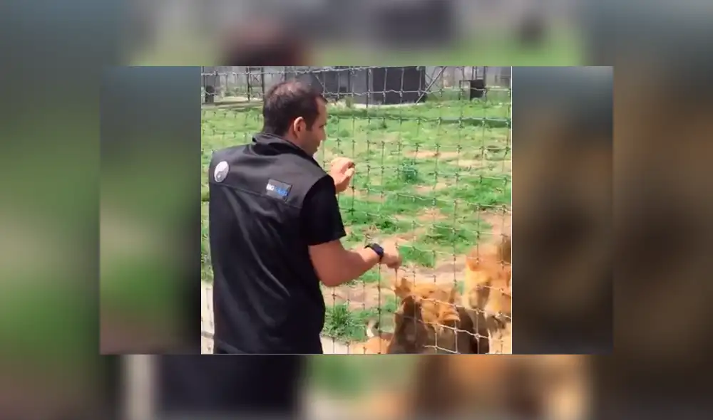 Leones tienen curiosa reacción tras ver a su amo 'pegado' en las rejas.