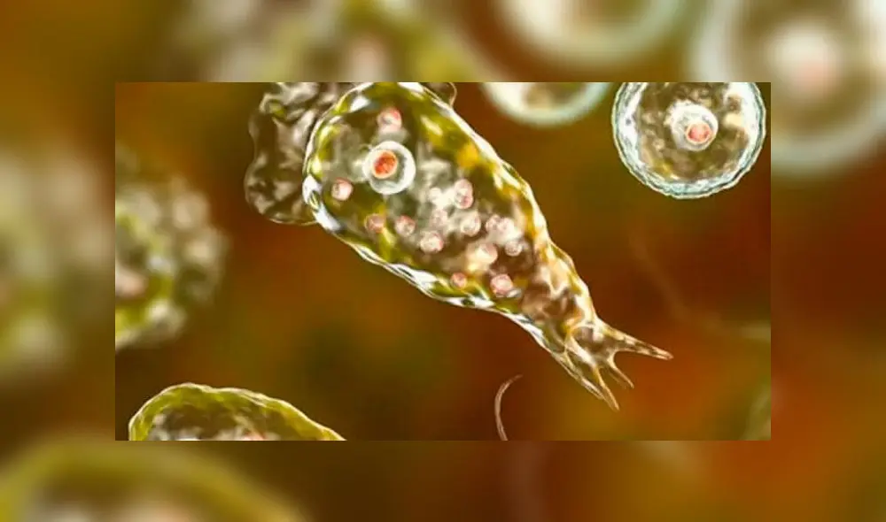 Ameba come cerebro se presentan entre los meses de julio y setiembre. Foto: ODH Ameba come cerebro se presentan entre los meses de julio y setiembre. Foto: ODH